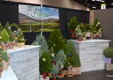 Several sorts of small and bigger trees at the booth of The Pinery.
